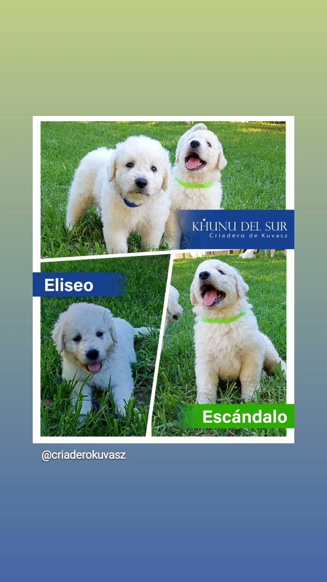 ElNegroVicente's tweet photo. Cachorritos kuvasz Khunu del Sur.
#dog #kuvasz #kuvaszdog #dogcute #dogsofinstagram #dogkuvasz #Kuvaszargentina #kuvaszhungary #pastorhungaroargentina #kuvaszuruguay https://t.co/fXt5M6cdXz