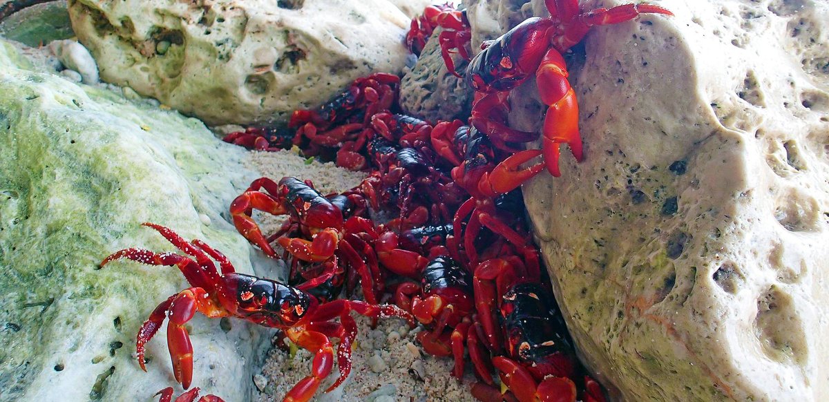 Study explores effects of climatic changes on Christmas Island’s red crabs 🦀🦀🦀
plymouth.ac.uk/news/study-exp…