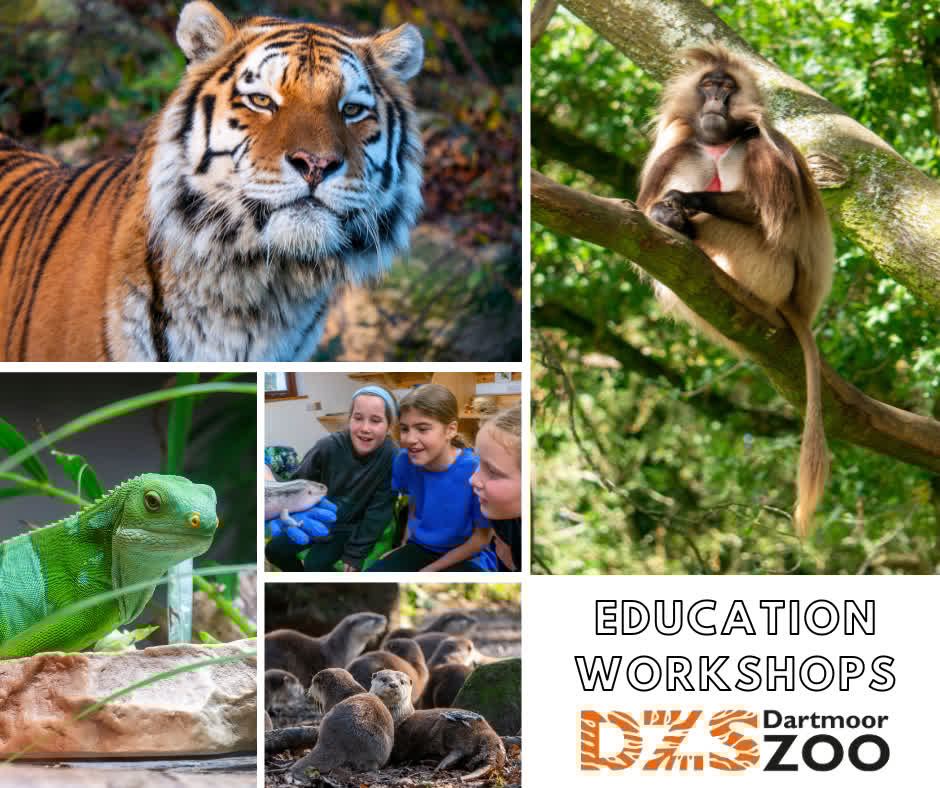 Dartmoor Zoo (@dartmoorzoo) on Twitter photo ๐๐ฌ ๐ฒ๐จ๐ฎ๐ซ ๐๐ก๐ข๐ฅ๐ ๐๐๐ฌ๐๐ข๐ง๐๐ญ๐๐ ๐๐ฒ ๐๐ง๐ข๐ฆ๐๐ฅ๐ฌ ๐๐ง๐ ๐ฐ๐ข๐ฅ๐๐ฅ๐ข๐๐? This April, give them an unforgettable experience by booking them onto one of our exciting educational workshops!๐ฏ
๐๐ฉ๐๐๐๐ฌ ๐๐ซ๐ ๐ฅ๐ข๐ฆ๐ข๐ญ๐๐! qrco.de/bfiWkt ๐ ๐๐ฌ ๐ฒ๐จ๐ฎ๐ซ ๐๐ก๐ข๐ฅ๐ ๐๐๐ฌ๐๐ข๐ง๐๐ญ๐๐ ๐๐ฒ ๐๐ง๐ข๐ฆ๐๐ฅ๐ฌ ๐๐ง๐ ๐ฐ๐ข๐ฅ๐๐ฅ๐ข๐๐? This April, give them an unforgettable experience by booking them onto one of our exciting educational workshops!๐ฏ
๐๐ฉ๐๐๐๐ฌ ๐๐ซ๐ ๐ฅ๐ข๐ฆ๐ข๐ญ๐๐! qrco.de/bfiWkt ๐
