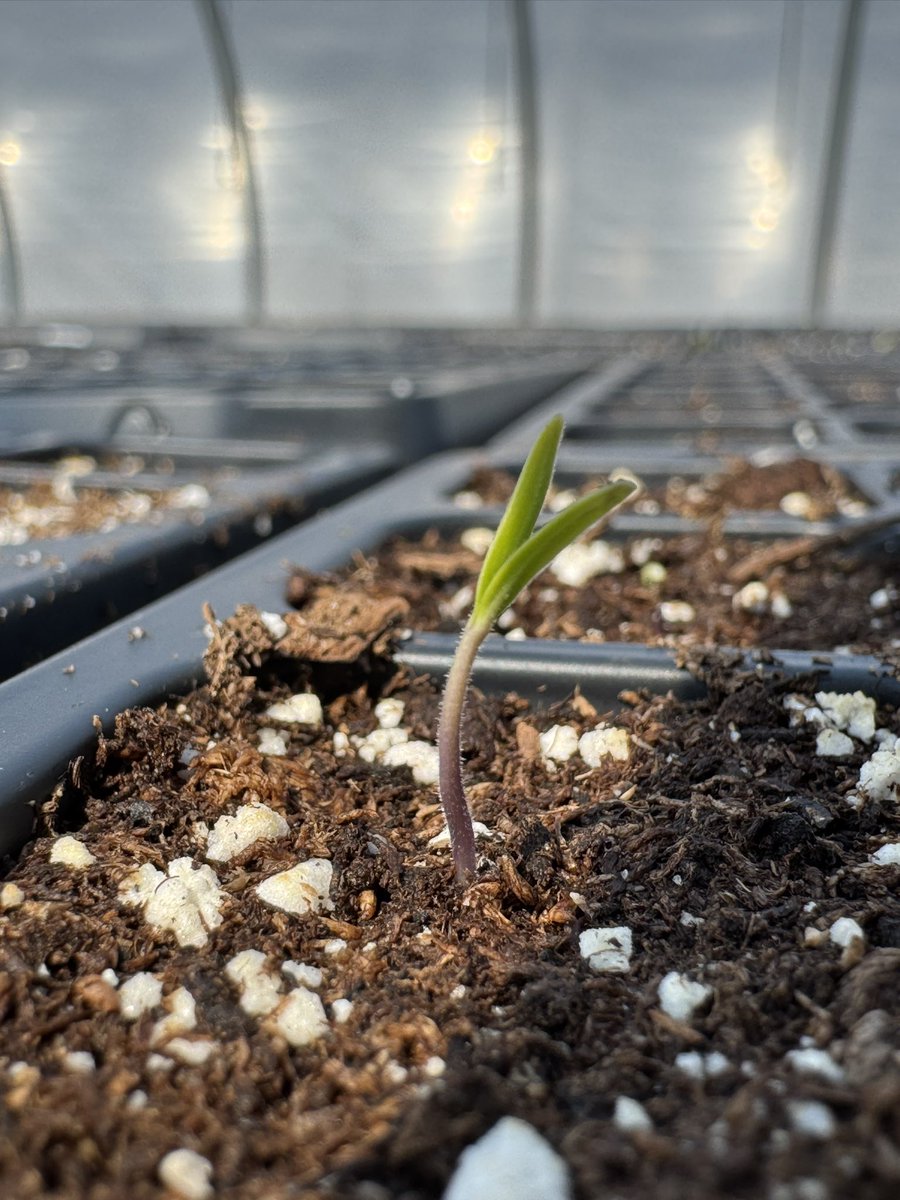 Greenhouse Day 1:

The purpose of these posts is to educate you (the consumer) about the process of bringing crops from seed to table. I would appreciate any support and reposting to further this endeavor! 

On Thursday 3/6, 20,664 “Rambler” variety tomatoes were seeded. 

They