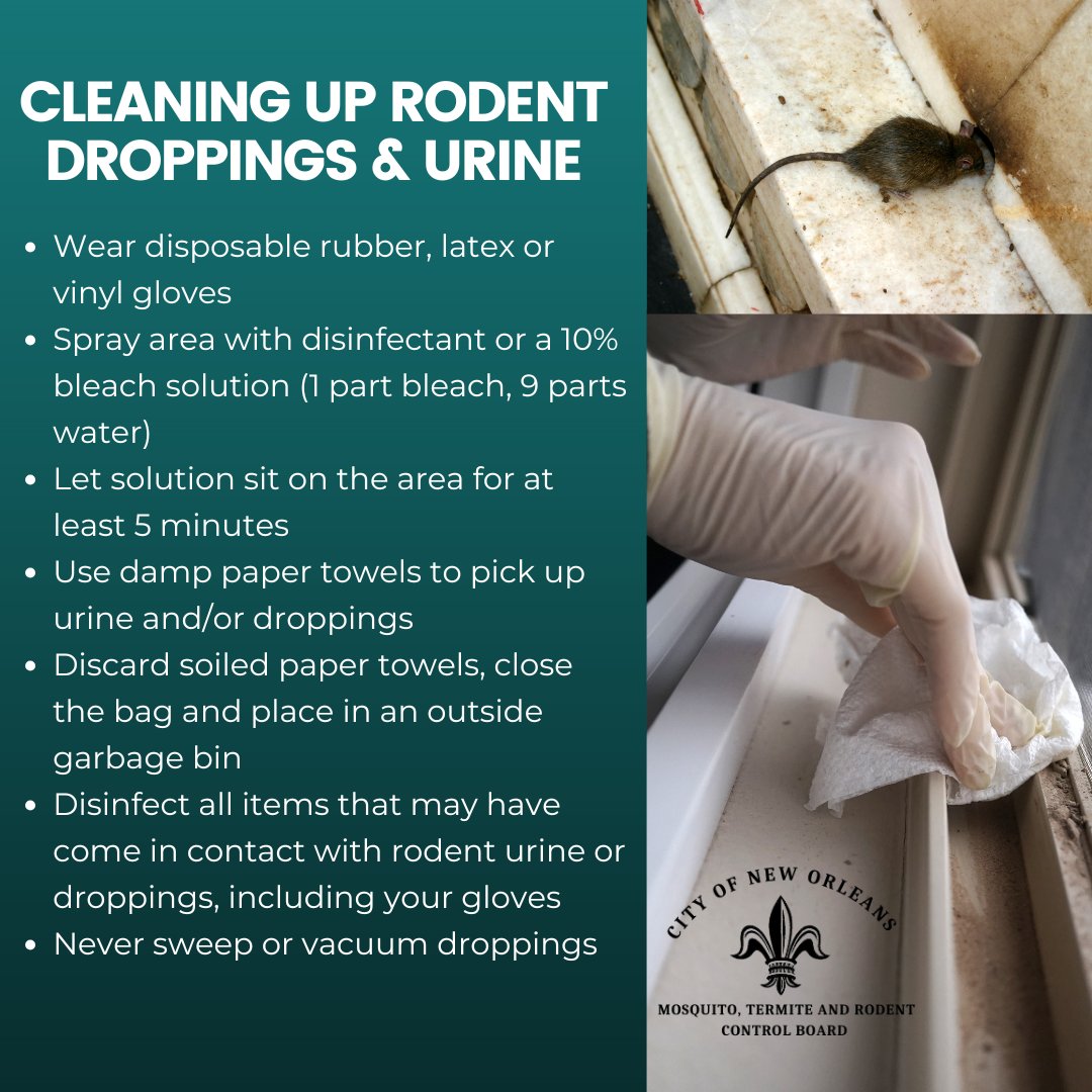 NolaMosquito's tweet image. To reduce rodent-borne disease transmission, follow these steps to safely clean up rodent droppings. #RodentControl #Rodents
