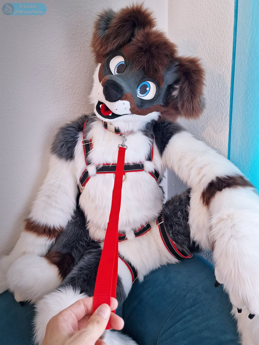 τακε®µ (@takiwuff) on Twitter photo Where are we going?
I hope it’s somewhere cozy… 😳🐾
Photo: <a href="/StripeyYena/">László (on Bsky & Masto)</a>
Harness: <a href="/TraxGSD/">Trax / SewDog</a> Where are we going?
I hope it’s somewhere cozy… 😳🐾
Photo: <a href="/StripeyYena/">László (on Bsky & Masto)</a>
Harness: <a href="/TraxGSD/">Trax / SewDog</a>