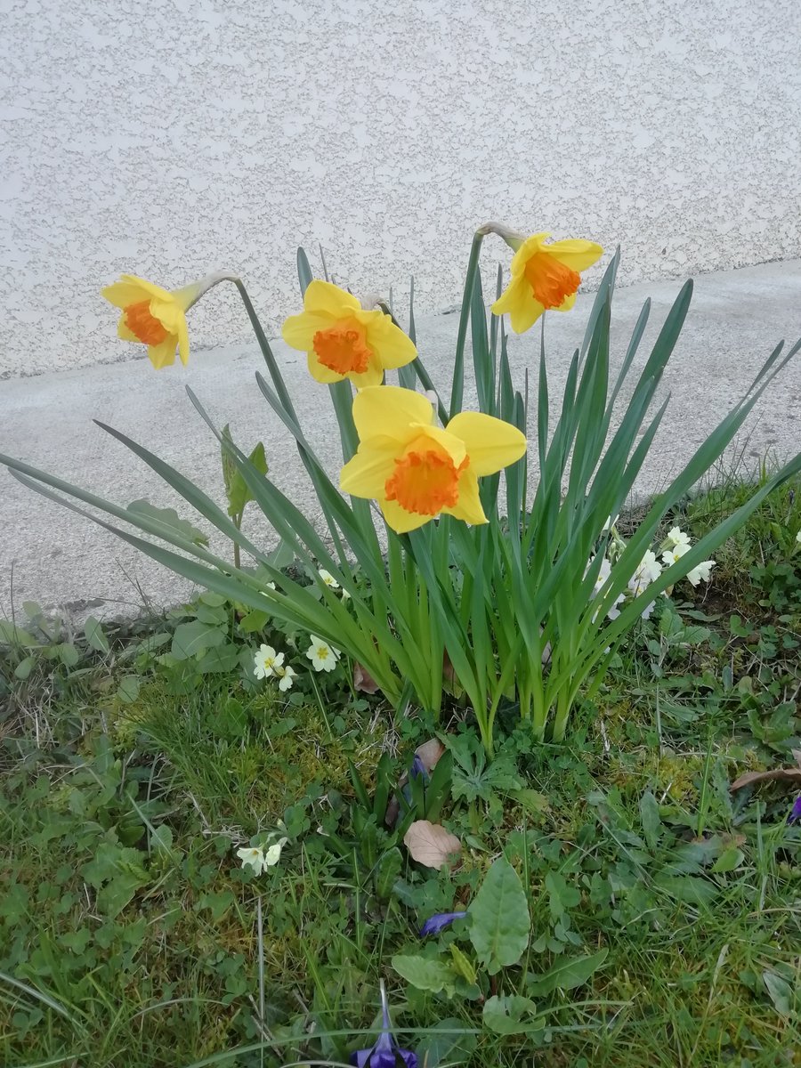 Le printemps arrive. Les jonquilles fleurissent dans le jardin. 😍