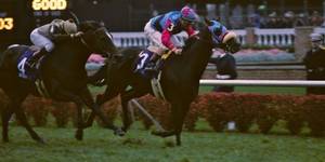 HORSERACING1002's tweet photo. GREAT COMMUNICATOR🇺🇸1983
(KEY TO THE KINGDOM - BLAHEEN BY BEEKEEPER)
#GreatCommunicator
B/ James B. Waitress (Ky) March 30, 1983, Gelding
O/ Class Act Stable
T/ Thad D. Ackel
KEESEP $42,000
56-14-10-7---$2,922,615
Breeder's Cup Turf G1, Hollywood Turf Cup G1 (2), San Juan Capistrano H G1, Golden Gate H G2, San Luis Obispo H G2 (2), San Marcos H G3, Henry P. Russell H,
2nd Washington D.C. International H G1, Oak Tree Invitational S G1, Hollywood Invitational H G1, Del Mar Invitational H G2, San Luis Rey S G1 (2), Caballero H,
3rd Hollywood Invitational H G1, Lousiana Downs H G3, Laurel Turf Cup G3,
Died May 11, 1990
(Carleton F Burke H. Euthanized).