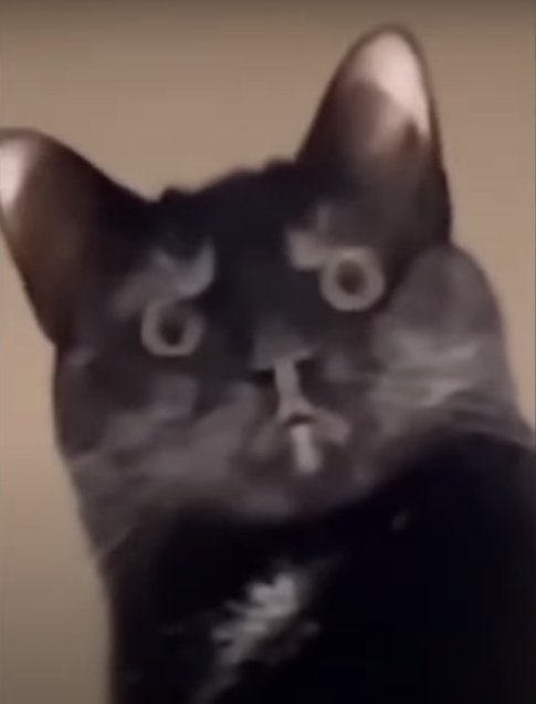 BittyCharm's tweet image. ใบเตยสิคะพี่สึคาสะ!! 💢