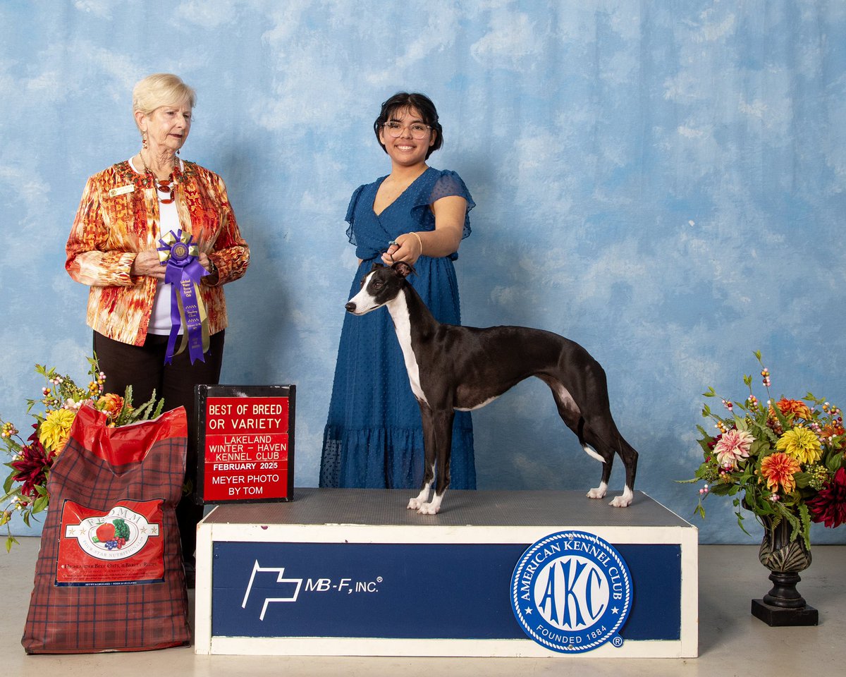 Caitlyn’s latest win.  Best of Breed again! Only 10 points to grand champion.