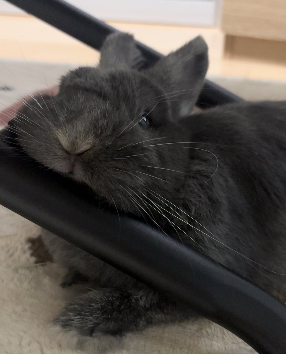 こんばんぷく🐰