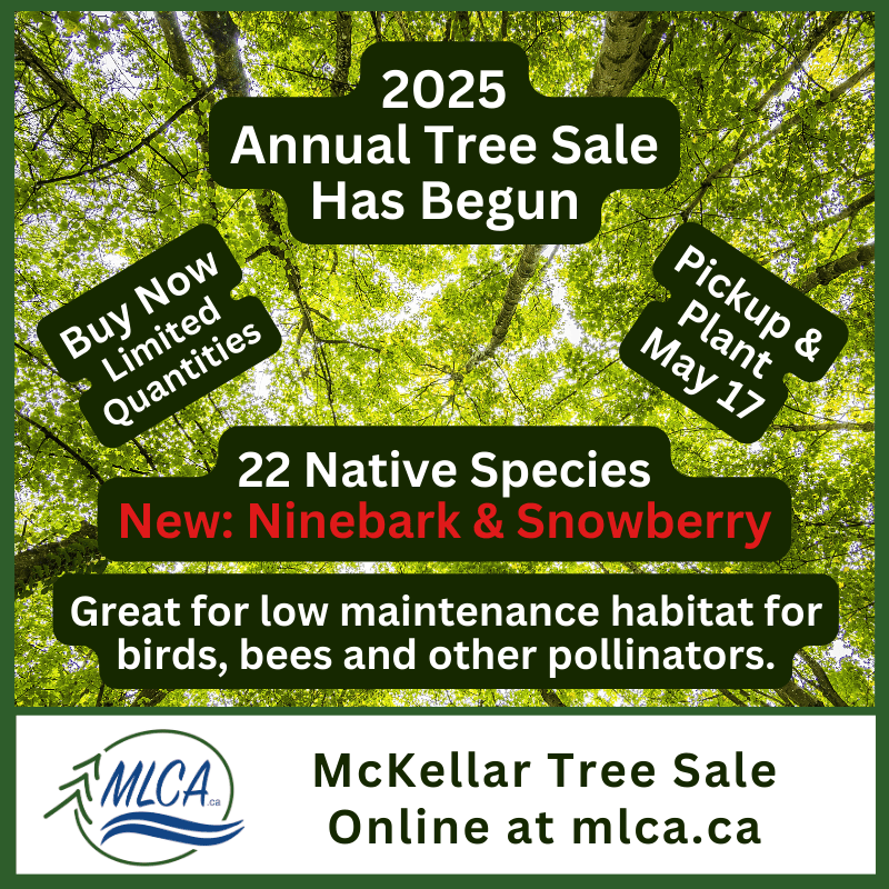 magwlt's tweet photo. Our friends at MLCA are hosting a native tree sale! Planting native trees supports local ecosystems, providing habitat and food for wildlife while improving biodiversity. Don’t miss this opportunity to enhance your landscape naturally!

#nativeplanting #nativetrees https://t.co/YW3U0aiF3K