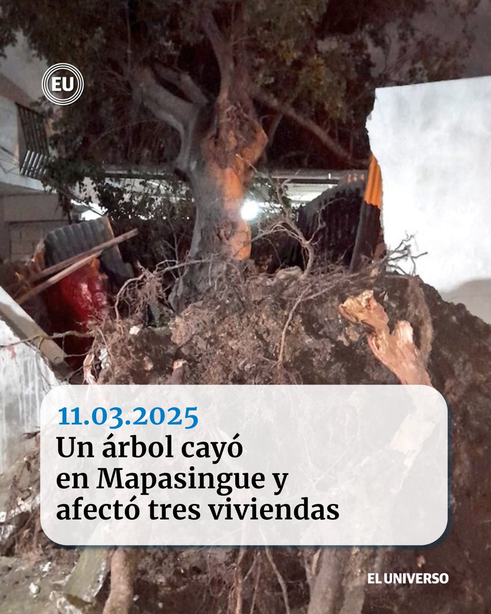 eluniversocom's tweet image. #Mapasingue | El #árbol se desprendió desde la raíz tras la fuerte lluvia. ow.ly/prIV50VfCn4