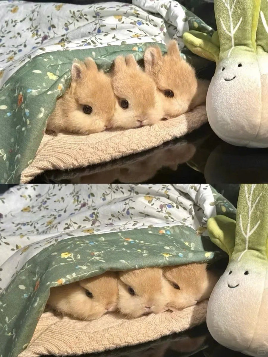 Why you should have a rabbit (@shouldhaverabit) on Twitter photo 