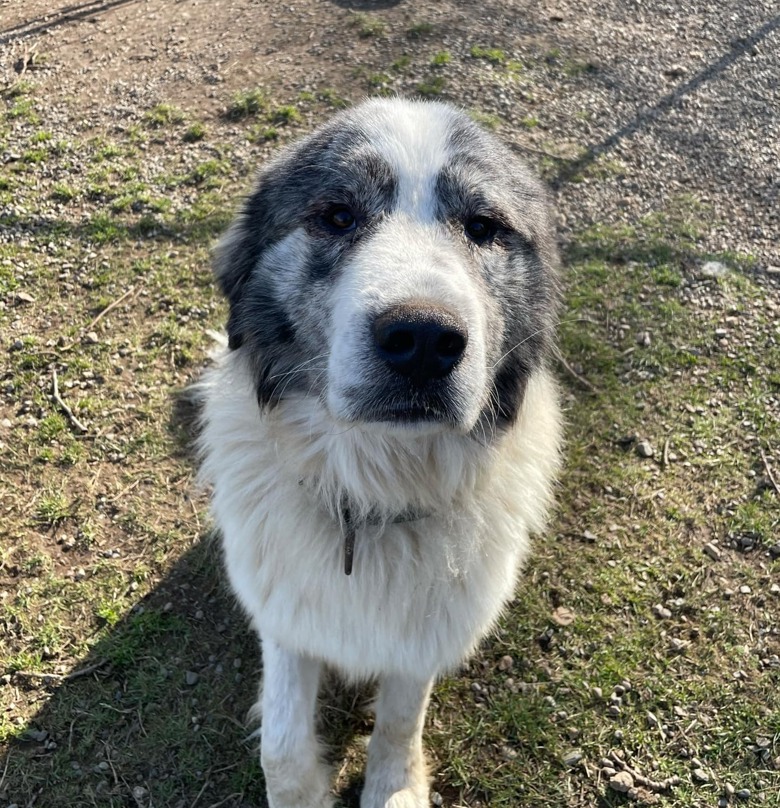 BC_SPCA's tweet image. ISO: NEW FARM &amp;amp; FAMMILY...Meet Sharma and Wolfgang!♥️🐾
This fluffy duo  recently lost their little hobby farm and are eagerly seeking a new farm and family to call their own!
Sharma and Wolfgang today: adopt.spca.bc.ca/pets/780928/
#ComoxBC #BCSPCA