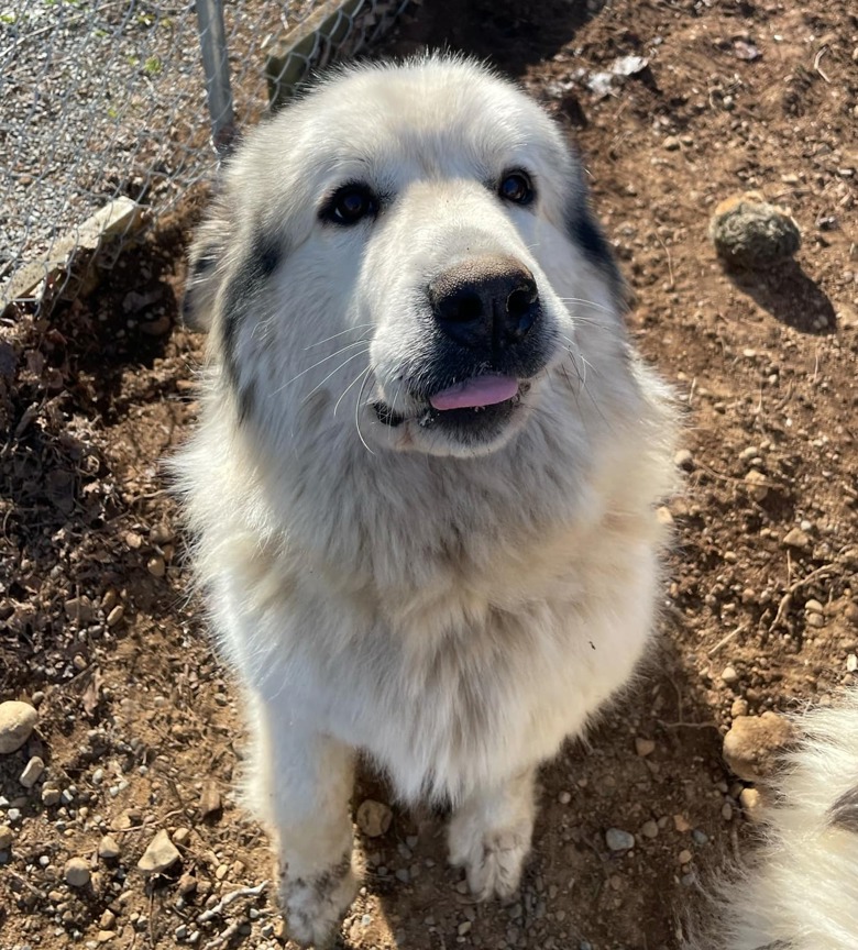 BC_SPCA's tweet image. ISO: NEW FARM &amp;amp; FAMMILY...Meet Sharma and Wolfgang!♥️🐾
This fluffy duo  recently lost their little hobby farm and are eagerly seeking a new farm and family to call their own!
Sharma and Wolfgang today: adopt.spca.bc.ca/pets/780928/
#ComoxBC #BCSPCA