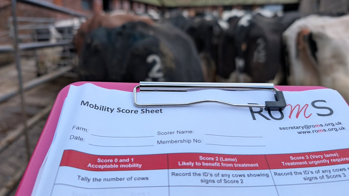 All ready for my quarterly mobility scoring visit! Pity it's a bit chilly when the sun goes in! #teamdairy #RoMS