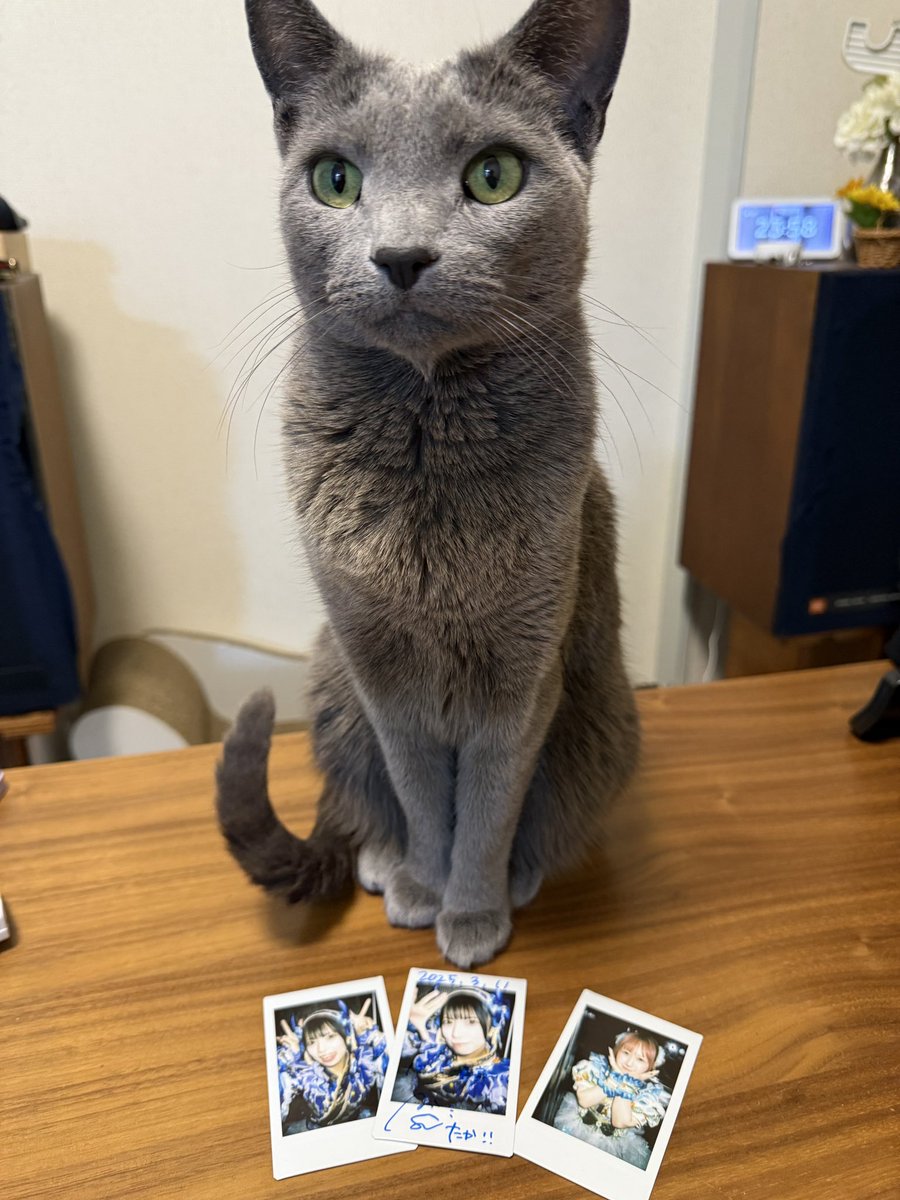 本日もライブ
めちゃくちゃ楽しかった💙💚

サイサイのフェス
凄く盛り上がった😆

いろんなアイドルを観て
改めてappareって
カッコイイなって思う☺️

もちろん一番カワイイ😍

#Appare
#お〜いあおいすず
#ゆめちゃんに夢中
#猫ちぇき