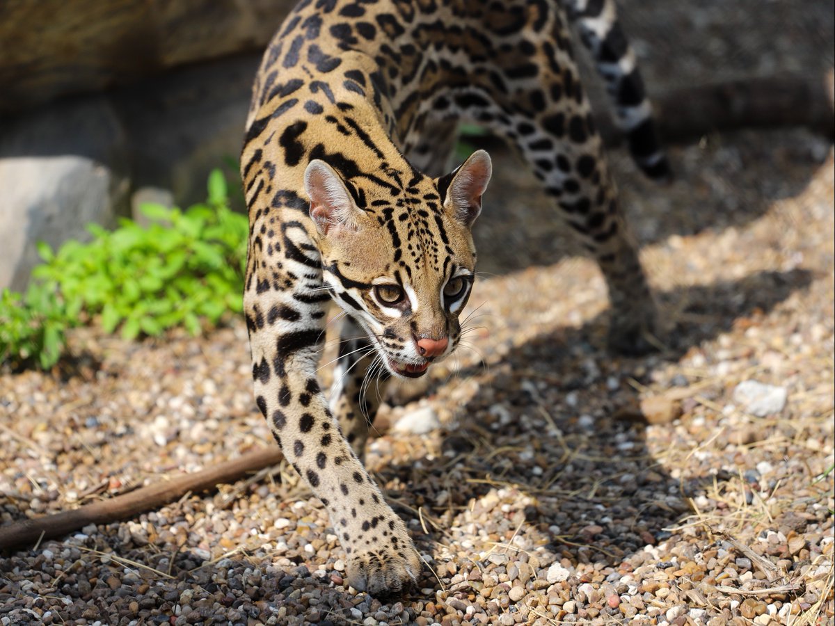 Fewer than 100 wild #ocelots remain in the U.S., but hope isn’t lost! 🐆 The East Foundation, the Caesar Kleberg Wildlife Research Institute, and others are working to protect them. Learn how we’re supporting these efforts in this insightful piece.
reut.rs/4bHlnQ2