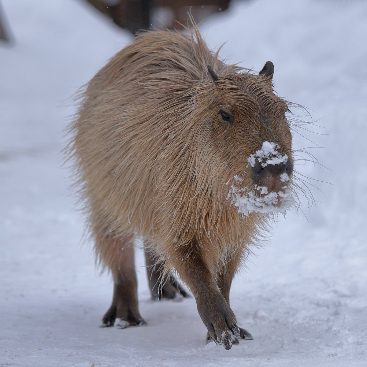 Capybara_siesta's tweet image. 何してたか 大体わかる
#カピバラ #那須どうぶつ王国 #那須 #capybara