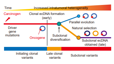 Elizabeth McKenna (@elizsmckenna) on Twitter photo Now online in <a href="/CD_AACR/">Cancer Discovery</a>: Spatial-Temporal Diversity of #ecDNA Shapes Urothelial Carcinoma Evolution & Tumor-Immune Microenvironment - by Wei Lv, Yuchen Zeng, Conghui Li, Yuan Liang, Birgitte Regenberg, Yonglun Luo, Chunhua Lin, Peng Han, and colleagues doi.org/10.1158/2159-8… Now online in <a href="/CD_AACR/">Cancer Discovery</a>: Spatial-Temporal Diversity of #ecDNA Shapes Urothelial Carcinoma Evolution & Tumor-Immune Microenvironment - by Wei Lv, Yuchen Zeng, Conghui Li, Yuan Liang, Birgitte Regenberg, Yonglun Luo, Chunhua Lin, Peng Han, and colleagues doi.org/10.1158/2159-8…