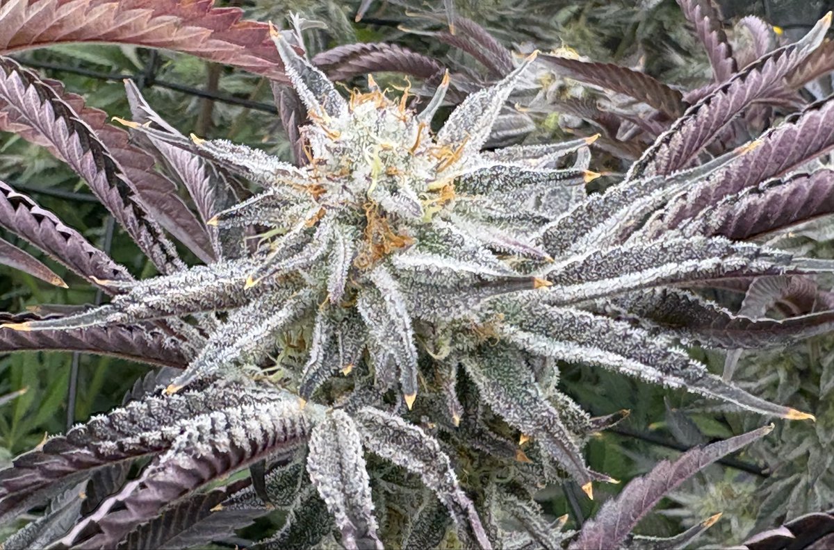 🔱Zues Juice🔱(@ 6wk flower)