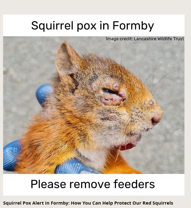 Welshsquirrels's tweet photo. Squirrelpox killing red squirrels. Yet again. Relentless. Recent outbreaks near Newcastle, Formby and in Bridge of Allan as the virus spreads north in Scotland. If it gets onto Anglesey it will be a monumental tragedy. 

We need a squirrelpox vaccine. @huw4ogmore https://t.co/vSUa6h7XJX