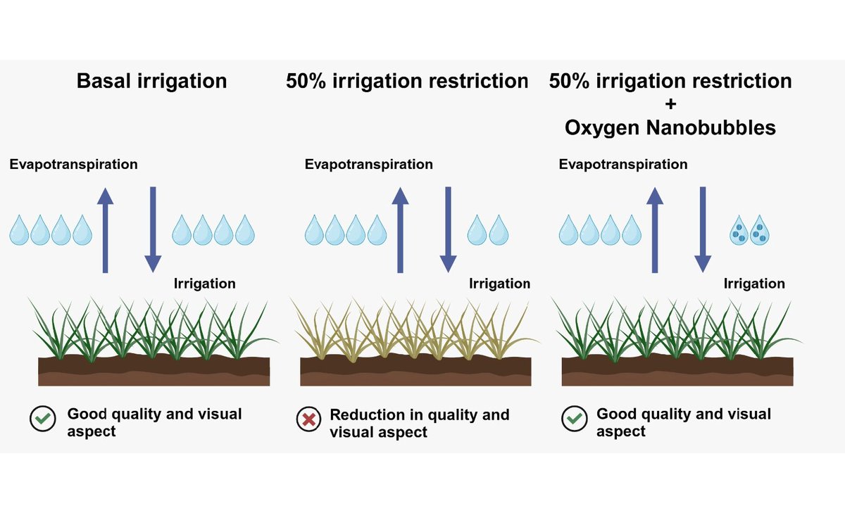 New in #Grasses! 

Oxygen nanobubbles in irrigation water can reduce water use while maintaining turfgrass quality in Central Chile! 🌱💦 

mdpi.com/2813-3463/4/1/…

by Jesús Daniela Calvo, Tomás Vicente Del Campo &amp; Alejandra Antonieta Acuña.

#Turfgrass #Irrigation #Nanobubbles