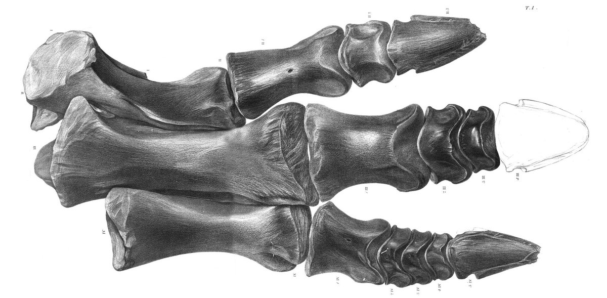 Drawing of an Iguanodon foot from the Isle of Wight, in our 1857 monograph by Richard Owen