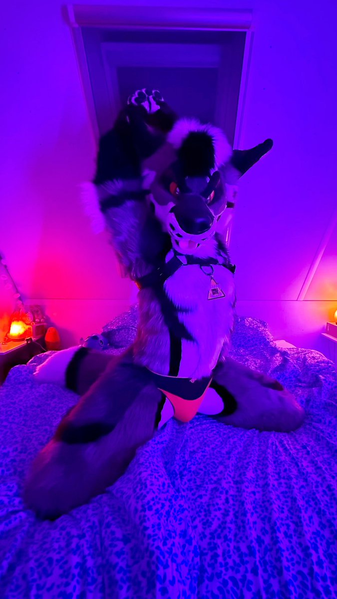 Big stretch 🐾