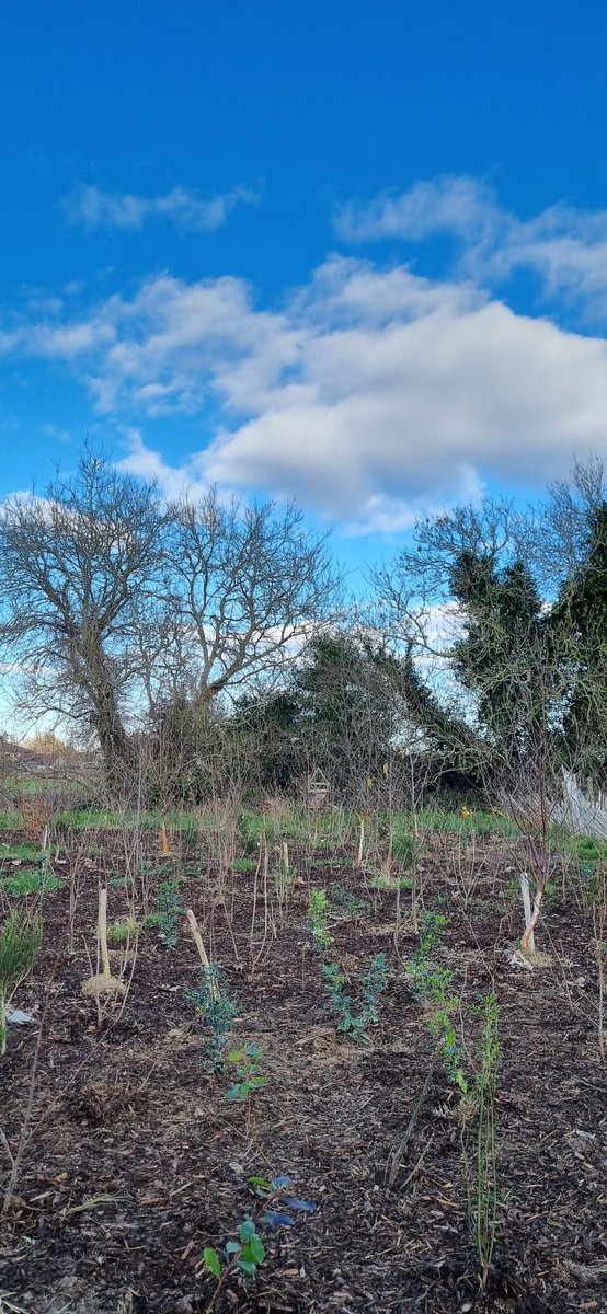 Just a nice photograph. Blue sky, white clouds, various greens.

800 plus Native Irish trees planted in three hours.

48 Wood Technology Students, 24 different types of trees.

🌱..........................🌳
