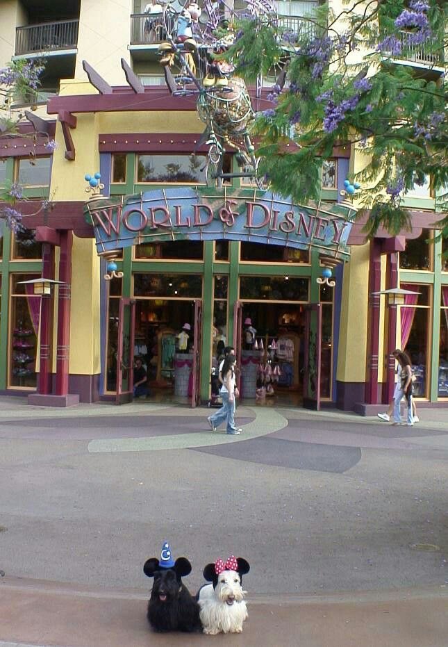 💖 (@twaniimals) on Twitter photo 