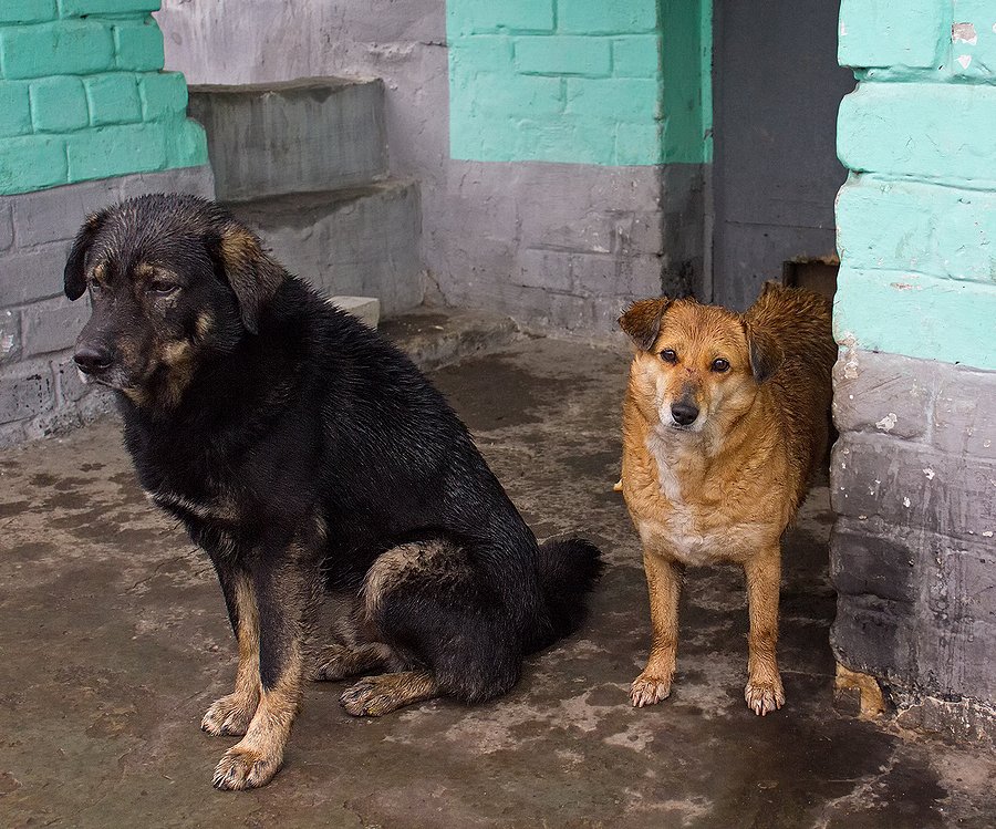 Impermeabilización con EPDM en refugios de animales
buscomiperroperdido.com/articulo/imper…
De nuestro colaborador <a href="/EpdmValcruz/">EPDM Impermeabilizaciones Valcruz</a>