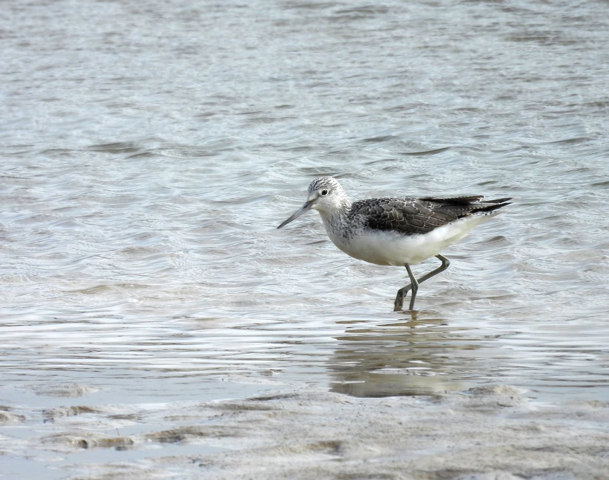 ComberNath's tweet image. Copperhouse Pool Hayle this afternoon; 3 Greenshank, 4 Oycstercatcher, around 15 Redshank + Little Egret & Bar Tailed Godwit @CBWPS1