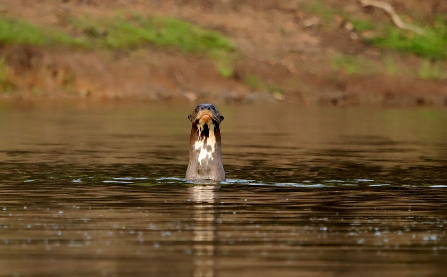 🦭Com programa Pró-Ariranha, Naturatins reforça conservação da espécie no 📍 Parque Estadual do Cantão

👏Ação visa garantir a proteção das populações da ariranha na unidade de conservação do Tocantins🌻

Saiba mais👉surl.li/paciwq