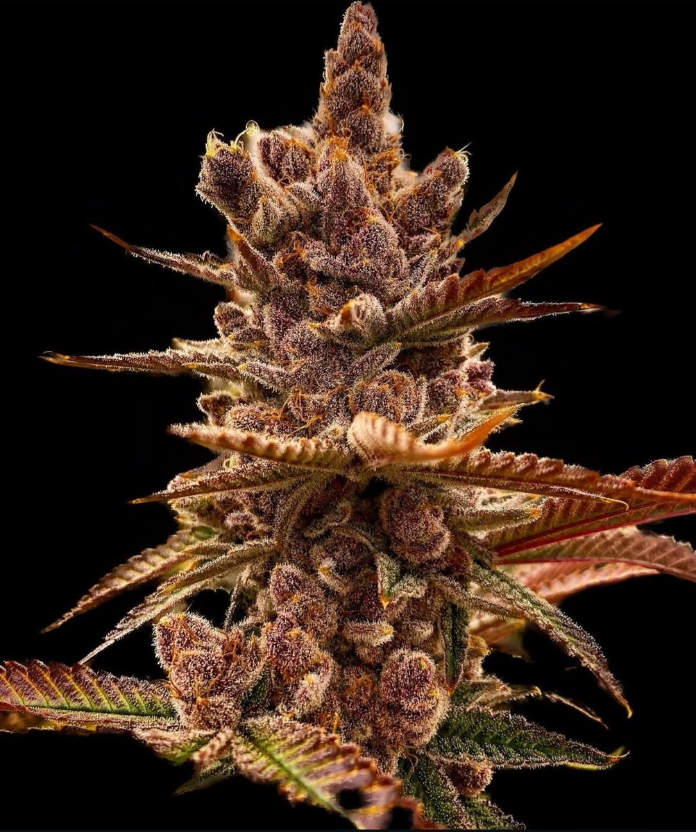 BlockBerry420's tweet image. 