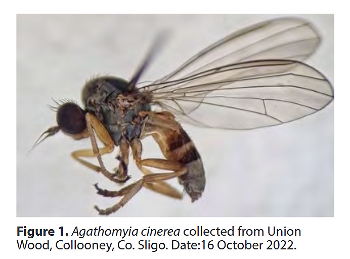 Volume 40 - Ryan Mitchell reports on a species of flat-footed fly, Agathomyia cinerea, new to Ireland. For subscription details: irishnaturalistsjournal.org