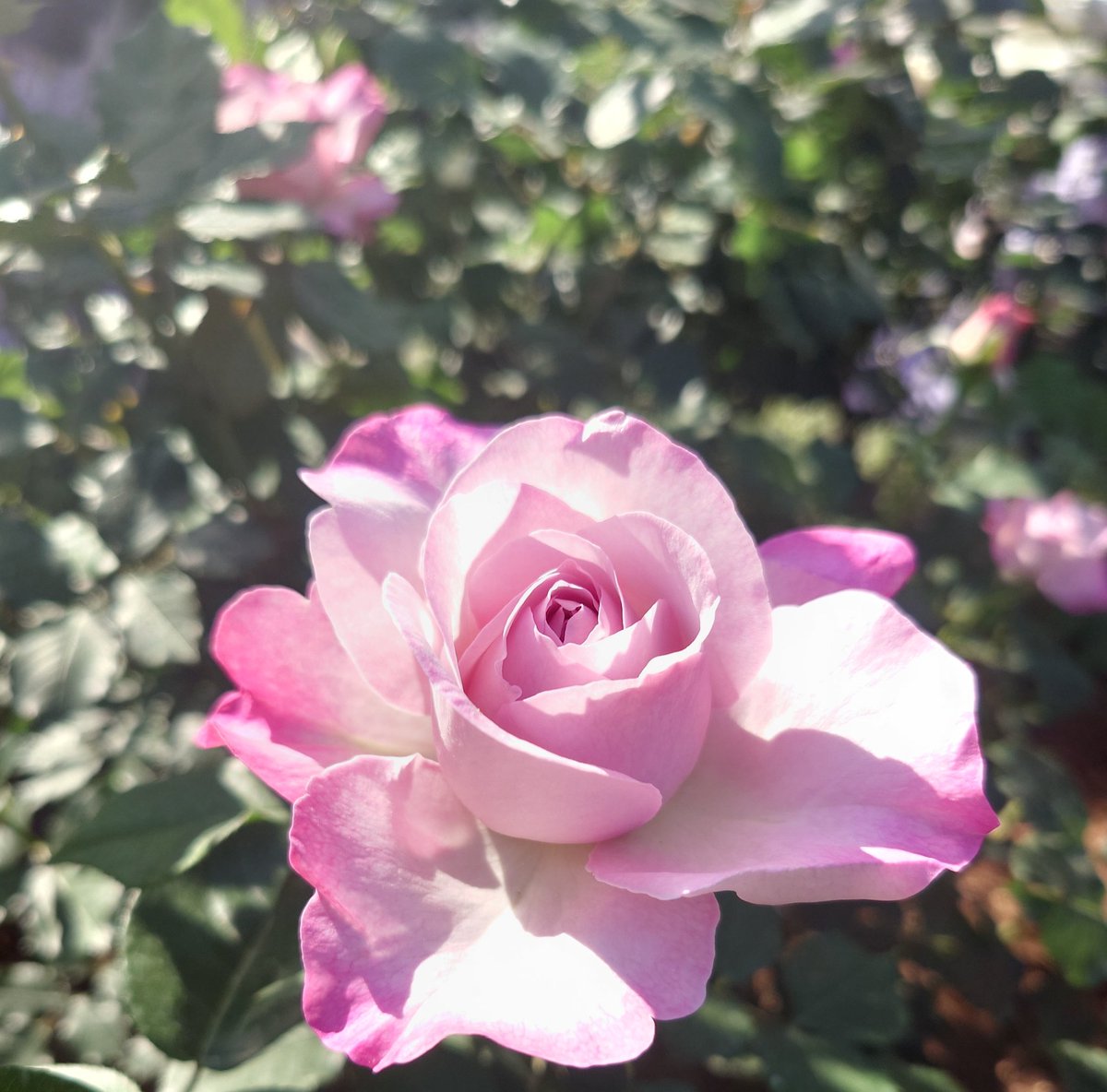 𓄇かおるにゃん✯✯✯ tweet media