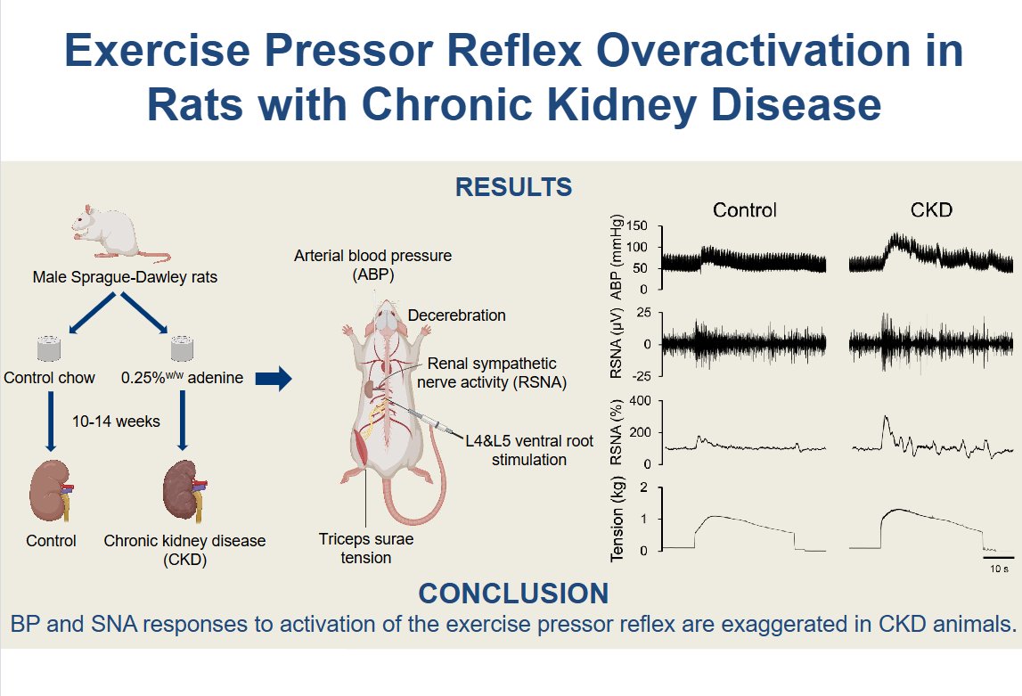 AJP-Regulatory, Integrative Comparative Physiology (@ajpregu) on Twitter photo With this #OpenAccess #ArticleinPress from <a href="/UTSWMedCenter/">UT Southwestern Medical Center</a>, we can all learn more about #KidneyDisease, Exercise Pressor Reflex Function Is Augmented in Rats with Chronic Kidney Disease (Han-Kyul Kim et al.):
ow.ly/IywH50VeKqx With this #OpenAccess #ArticleinPress from <a href="/UTSWMedCenter/">UT Southwestern Medical Center</a>, we can all learn more about #KidneyDisease, Exercise Pressor Reflex Function Is Augmented in Rats with Chronic Kidney Disease (Han-Kyul Kim et al.):
ow.ly/IywH50VeKqx