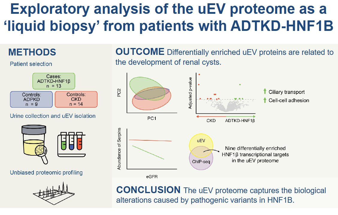 AJP Renal (@ajprenal) on Twitter photo A big shout-out to this team from <a href="/radboudumc/">Radboudumc</a> for today's #ArticleinPress, Proteomic Analysis of Urinary Extracellular Vesicles from Patients with ADTKD-HNF1β identifies roles for Cilia-related Proteins and Serpins (Eveline J.E.M. Kahlman et al.):
ow.ly/Y1YA50VeKNX A big shout-out to this team from <a href="/radboudumc/">Radboudumc</a> for today's #ArticleinPress, Proteomic Analysis of Urinary Extracellular Vesicles from Patients with ADTKD-HNF1β identifies roles for Cilia-related Proteins and Serpins (Eveline J.E.M. Kahlman et al.):
ow.ly/Y1YA50VeKNX