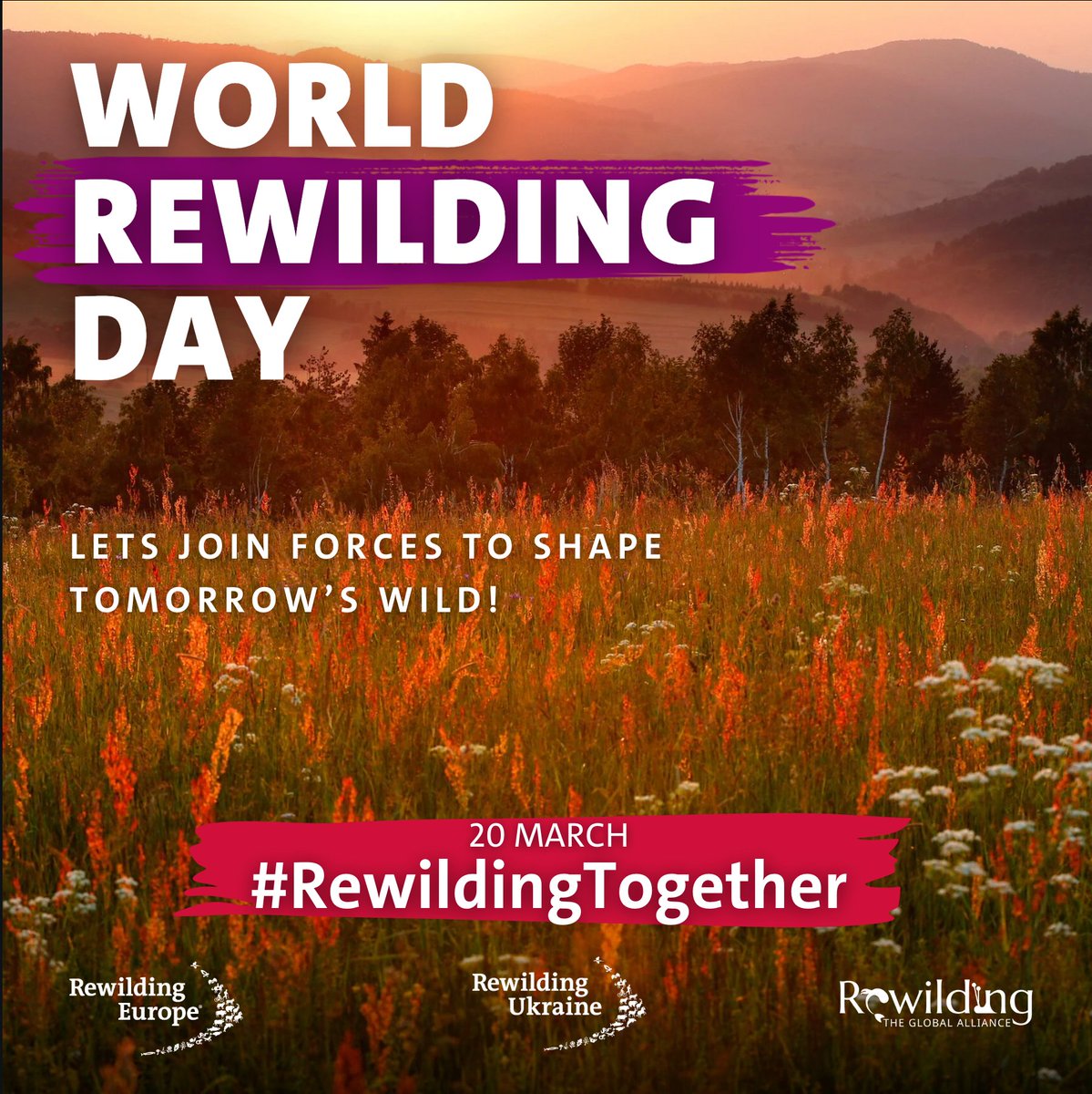 This year, we celebrate the power of unity in rewilding. Joining forces to revive nature is our best hope for creating a world where we all can thrive.
Learn more under the hashtag 📷 #rewildingtogether. And visit rewildingeurope.com/world-rewildin…