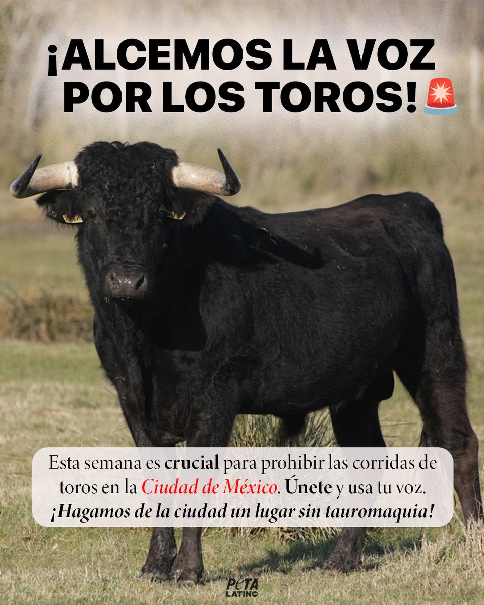 PETA Latino (@peta_latino) on Twitter photo 🚨NECESITAMOS TU AYUDA para que el Congreso de la Ciudad de México prohíba la tauromaquia ESTE JUEVES. Por favor, comparte este post e imagen y pídele al <a href="/Congreso_CdMex/">Congreso de la Ciudad de México</a> que prohíba la tauromaquia. Los toros no merecen ser torturados y asesinados en este "espectáculo" violento. 🚨NECESITAMOS TU AYUDA para que el Congreso de la Ciudad de México prohíba la tauromaquia ESTE JUEVES. Por favor, comparte este post e imagen y pídele al <a href="/Congreso_CdMex/">Congreso de la Ciudad de México</a> que prohíba la tauromaquia. Los toros no merecen ser torturados y asesinados en este "espectáculo" violento.