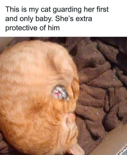 WeAssessCats's tweet photo. https://t.co/sdcNgvDhTJ