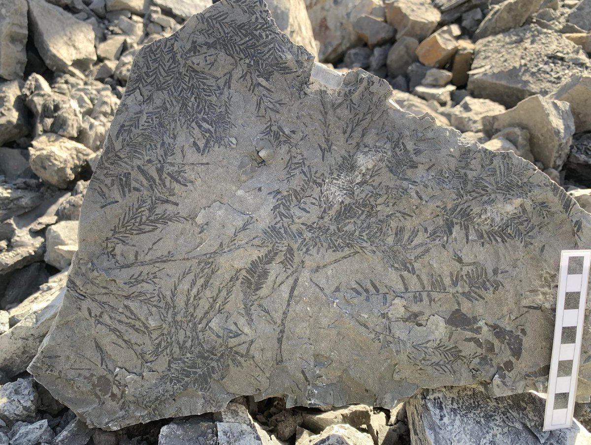 Do you like fieldwork?
March <a href="/TheSedsOnline/">Seds Online</a> Speaker <a href="/dinojonrox/">Jon Noad</a> definitely does.
Tomorrow, he will share his insight on 'Unravelling the Upper Cretaceous at the Springbank Offstream Reservoir Project, Alberta': sedsonline.com/future-webinar…
Feel invited.