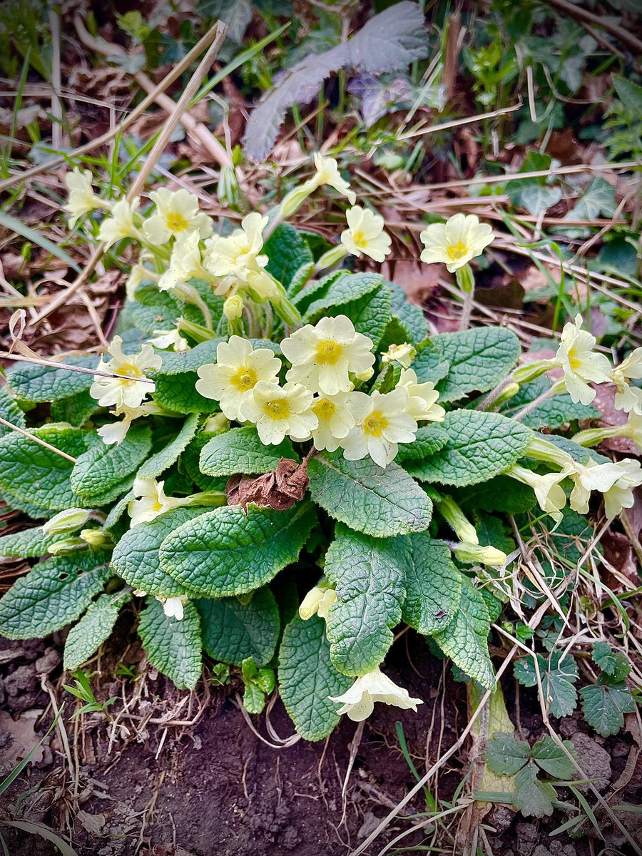Primroses = Spring is definitely here 😍