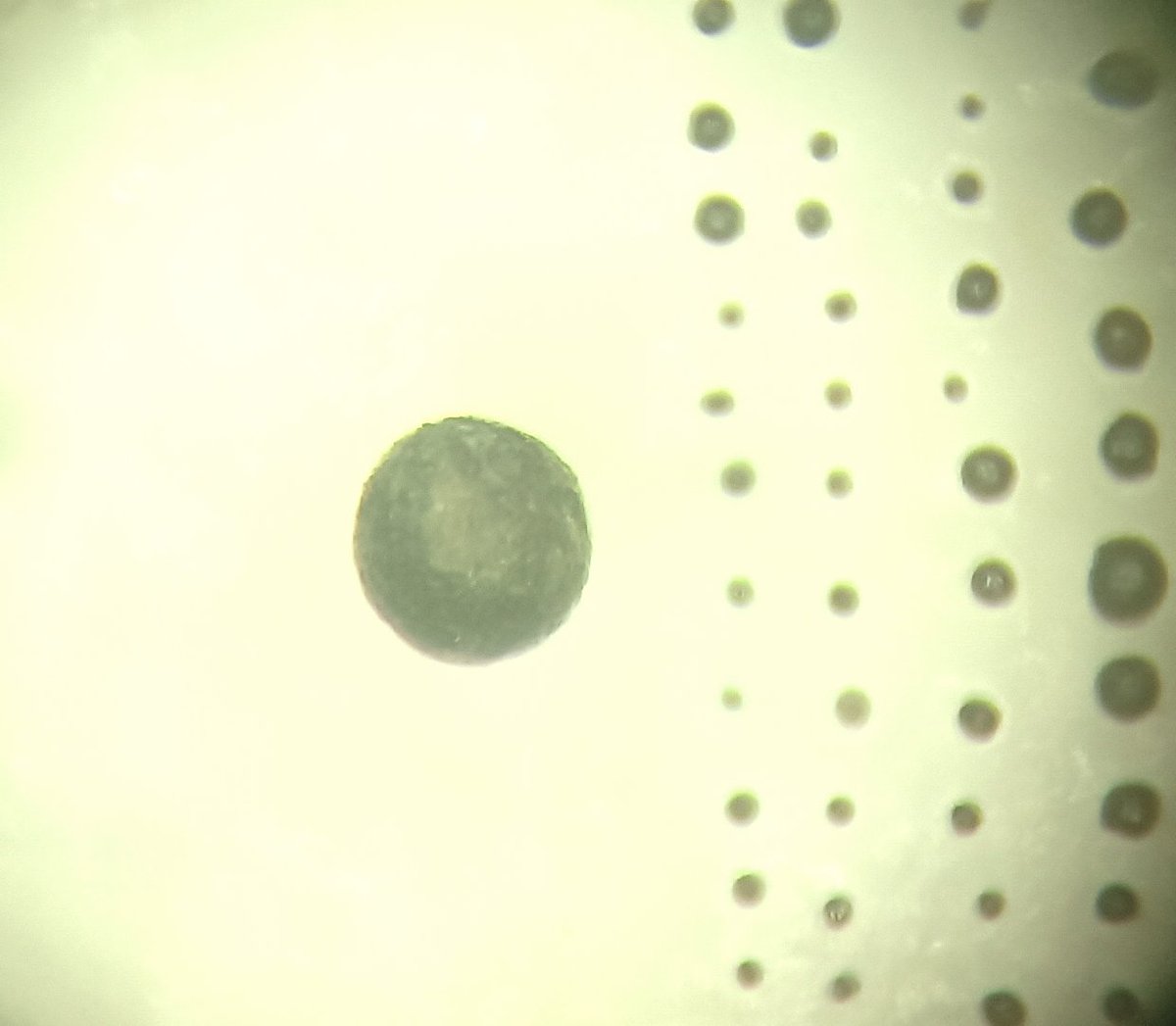The FLUX Team (ERC Project) (@amgc_flux_team) on Twitter photo The micrometeorite hunting here <a href="/AMGC_VUB/">Archaeology, Environmental Changes & Geo-Chemistry</a> continues! Today our team came across this "large" 0.5-mm cosmic spherule candidate! For comparison, we have also included a selection of "ordinary" micrometeorites, typical of what we find on a weekly basis ☄️✨ The micrometeorite hunting here <a href="/AMGC_VUB/">Archaeology, Environmental Changes & Geo-Chemistry</a> continues! Today our team came across this "large" 0.5-mm cosmic spherule candidate! For comparison, we have also included a selection of "ordinary" micrometeorites, typical of what we find on a weekly basis ☄️✨