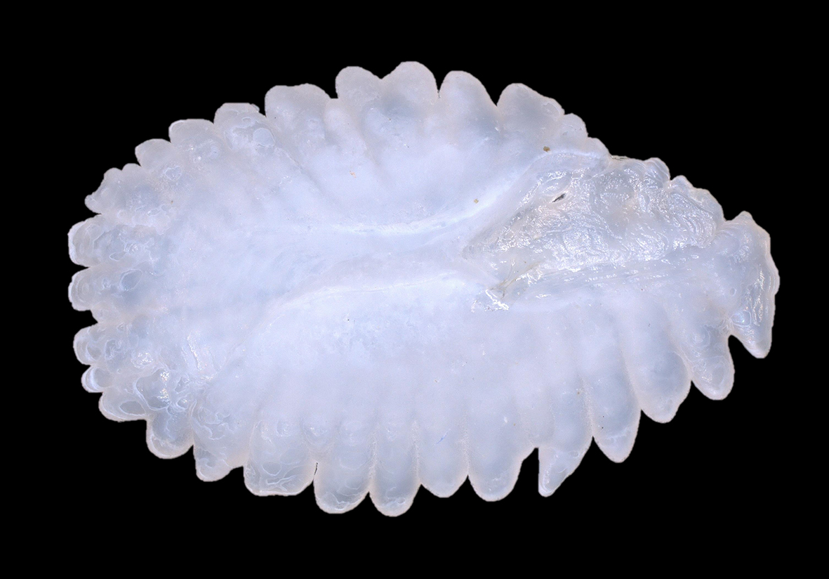 Inside every fish ear there are tiny bones called otoliths that contribute to the fish's hearing &amp; now <a href="/EricParmentier7/">Eric Parmentier</a> &amp; co reveal that one of these bones, the sagitta, also contributes to the fish's sense of balance 🧵1/2

journals.biologists.com/jeb/article/22…