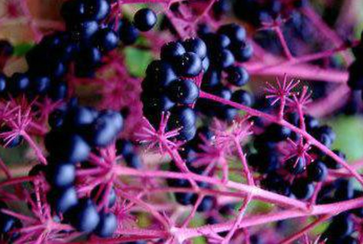 Unbeelievable's tweet image. Bee well! Podcast on the antiviral, antibiotic &amp;amp; immune system strengthening properties of elderberry and bee propolis &amp;amp; how sugar wrecks immunity.
@Buzzabouthealth
podcasts.apple.com/gb/podcast/cre… #HealthTips #ukbloggers #nutrition #Wellness