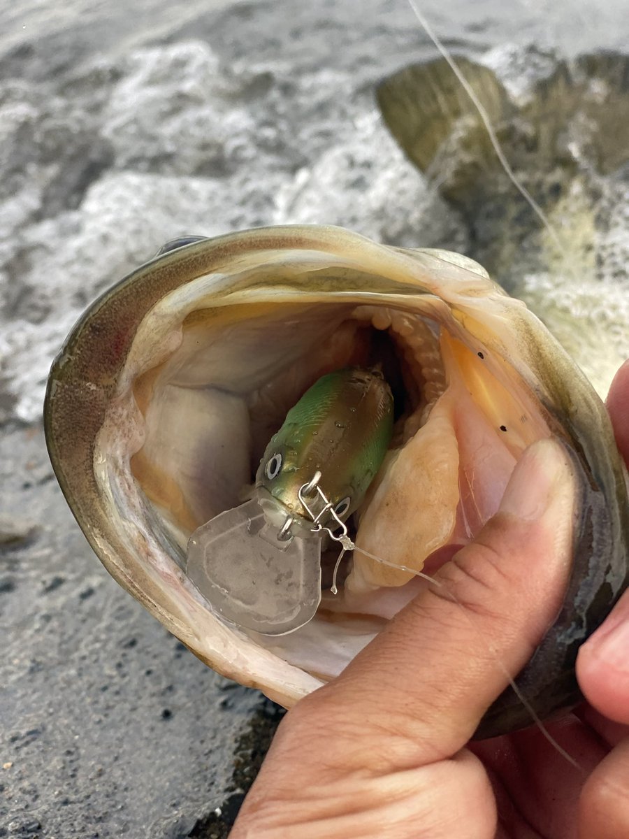 BAUMスイムベイトMUONプロトタイプのJrサイズ琵琶湖のオカッパリテスト