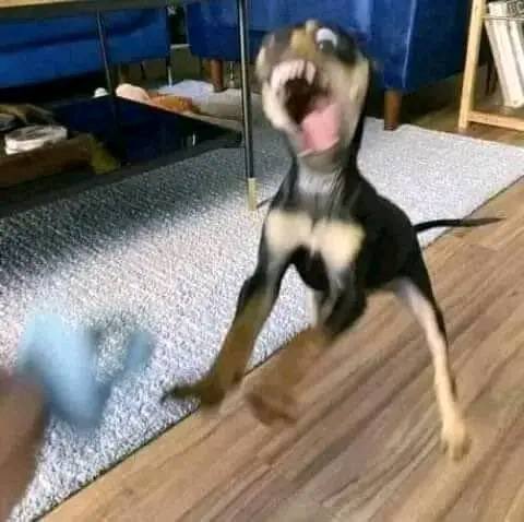 NewsDigitalesAr's tweet image. "Basta ya no quiero jugar"
Mi perro todo endemoniado: