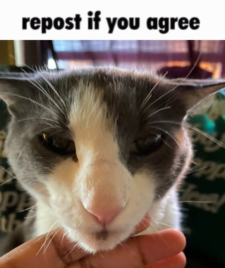 ssoggycat's tweet photo. https://t.co/7Z2KqLIJT8