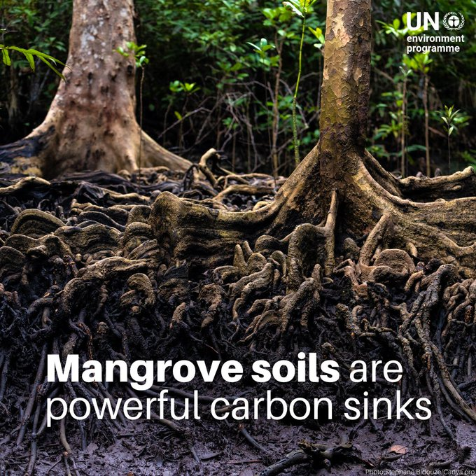 UNBiodiversity's tweet photo. Protecting mangroves is a crucial step to lower planet-warming carbon emissions. These ecosystems store up to 1,000 tonnes of carbon per hectare in their biomass and soils.

More info on the many benefits of mangroves:
https://t.co/YQWhekTFoB

via @UNEP https://t.co/WMwQx58sg4