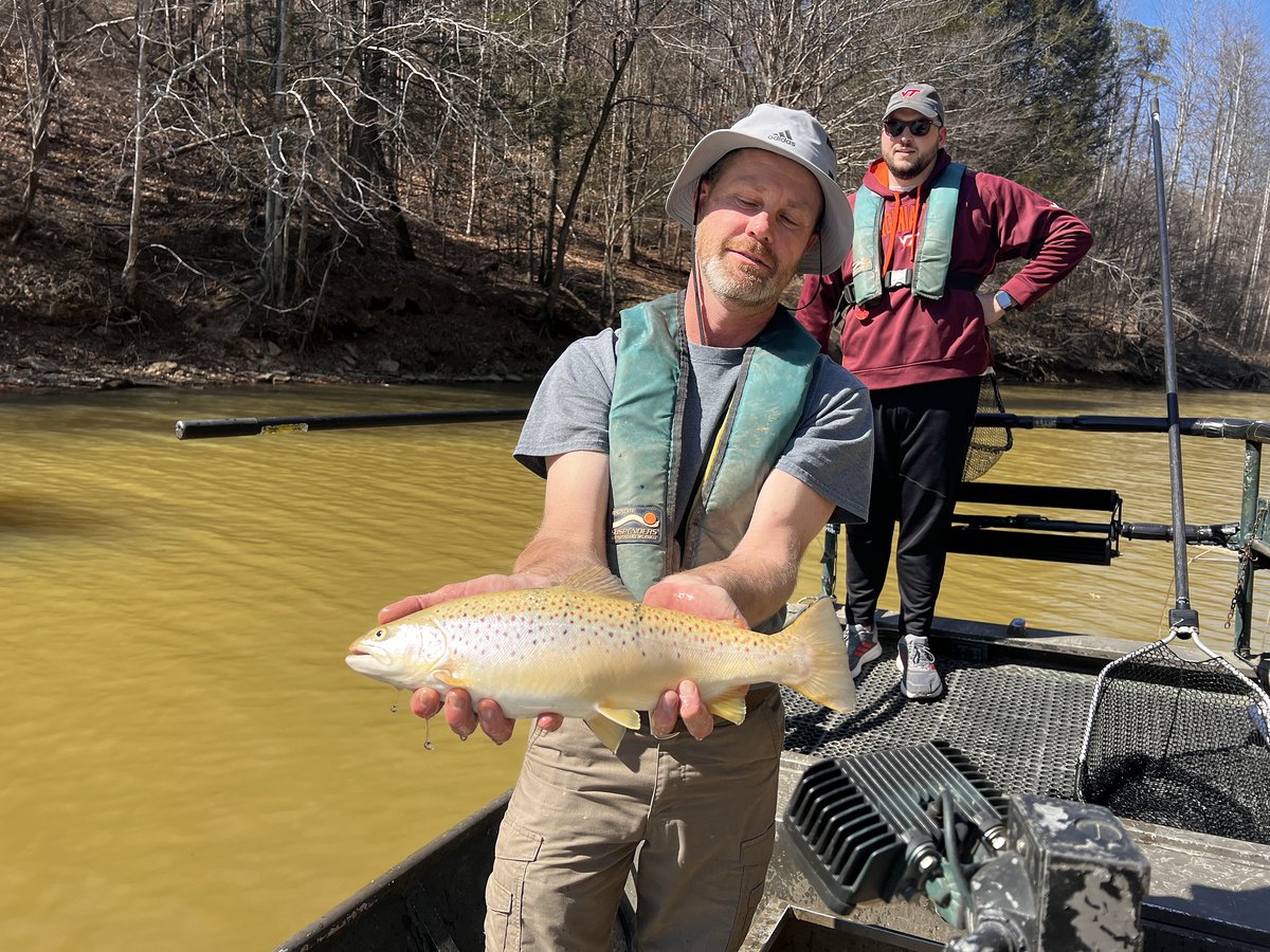 20 inch #BrownTrout from #PaintsvilleLake today.....and this was not the only one!  These fish average 8-9 inches when stocked.  Must be at least 16 inches before they are legal to harvest.  Fish are surviving over multiple years..