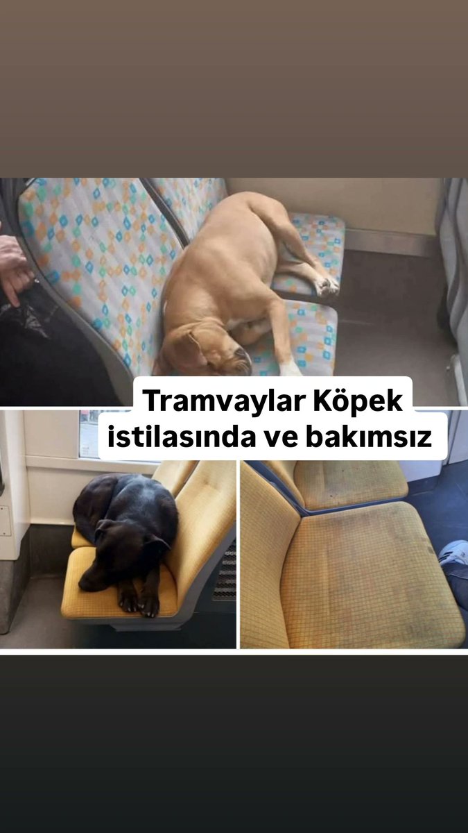 EskHaberOtesi's tweet image. Bu kabul edilebilir değil !
@eskisehirbb ’ne bağlı Tramvaylarda yolculuk eden vatandaşlar koltukların pisliği ve sokak köpeklerinin koltukları adeta istila ederek yatarak seyahat etmesi ve insanların ayakta yolculuk etmesinden şikayet ettiler 
#estram #sokakköpekleri #zeudiners